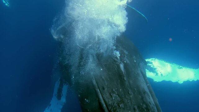 Experience the awe and wonder of nature as a Humpback Whale gracefully swims in the deep blue Pacific Ocean. Witness the gentle movements of this beautiful creature.