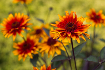 rudbeckia flowers in the garden - soft focus