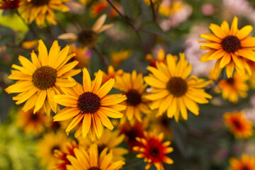 rudbeckia flowers in the garden - soft focus