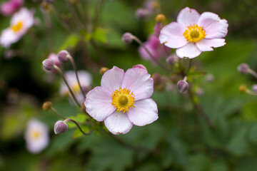 anemone flowers in the garden