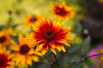 rudbeckia flowers in the garden - soft focus