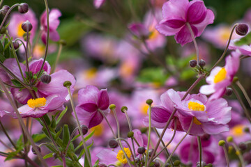 anemone flowers in the garden