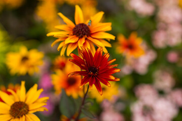 rudbeckia flowers in the garden - soft focus