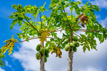 pé de mamão com frutos