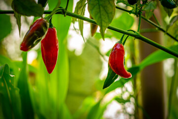 pimenta vermelha nos galhos