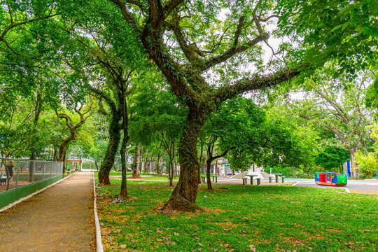 caminho com &aacute;rvores em pra&ccedil;a de S&atilde;o Paulo