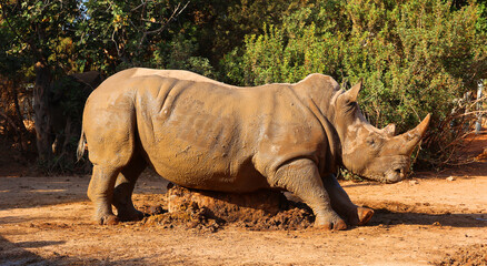 The white rhinoceros or square-lipped rhinoceros is the largest extant species of rhinoceros.  It has a wide mouth used for grazing and is the most social of all rhino species © Daniel Meunier