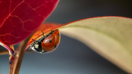 Ladybird on a red leaf in autumn