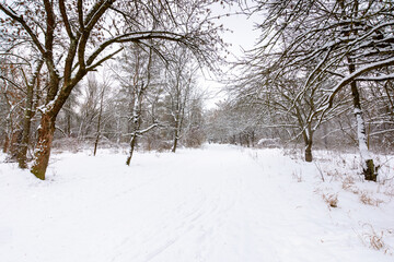 urban landscape of city park in winter. alley with snow covered ground. naked trees inclined branches over the path beneath an overcast sky. cold scenery for weather forecast in ukraine