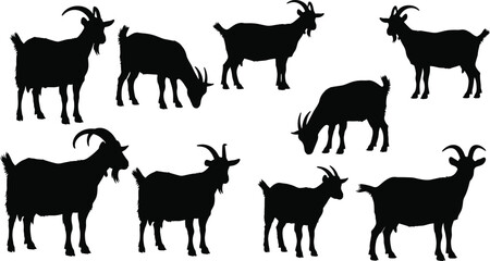 Collection of domestic goat silhouettes in various poses including grazing and standing, livestock farm animal silhouettes set, rustic agriculture vector illustration design,
