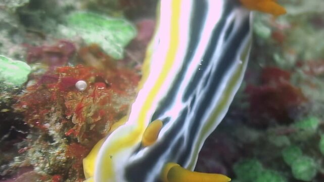 Observe chromodoris annae, the Anna's magnificent sea slug, slowly crawling among coral. The colorful nudibranch elegantly navigates the reef in the underwater realm of the Philippines.