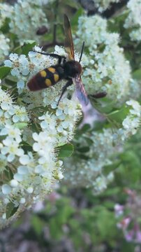 Vertical footage, Mammoth wasp (Megascolia maculata) collecting nectar on flowers of Scarlet firethorn (Pyracantha coccinea)