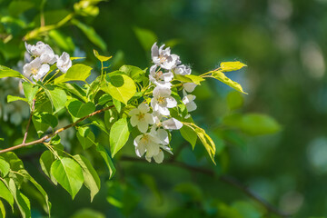 White blossoming apple trees. White apple tree flowers