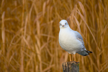 Black-headed gull perched on wooden post with reed background