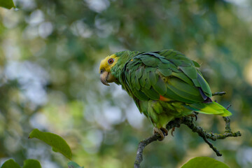 Juvenile yellow-headed amazon perched on mossy branch close-up