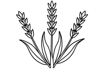 lavender silhouette line art vector illustration