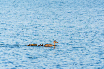 Obraz premium A family of ducks, a duck and its little ducklings are swimming in the water. The duck takes care of its newborn ducklings. Mallard, lat. Anas platyrhynchos