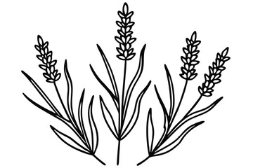 lavender silhouette line art vector illustration