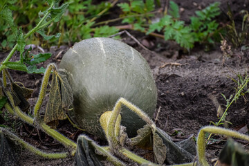 Obraz premium Young light green pumpkin on the ground close up