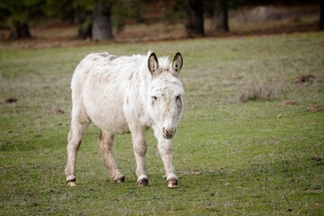   Small white horse walks in field.