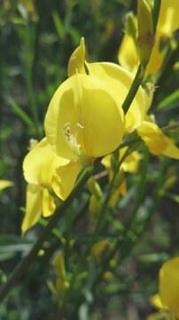 Vertical footage, Close-up of yellow flowers of Spanish broom, Spartium junceum sway in spring breeze on sunny day
