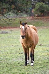 Fototapeta premium Portraiture of a brown horse in field.