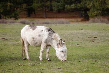 Small white horse grazes on grass.