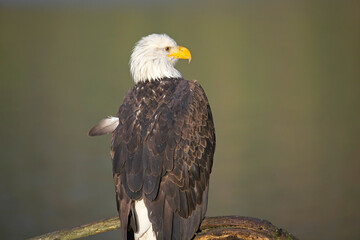 Close up of eagle on a branch.