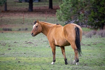 Fototapeta premium Side view of a brown horse in a pasture.