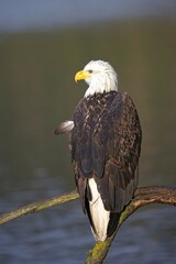  Portrait of an eagle on a branch.