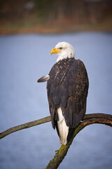   Bald eagle perched near the water.