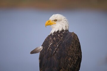  Close up of alert bald eagle.