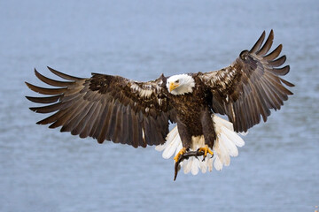  Bald eagle flying with fish in claw.