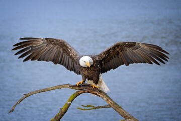  Bald eagle on branch with wings spread.