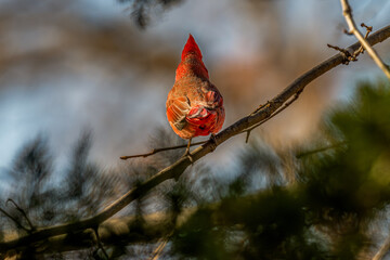 Male northern cardinal perched in a tree.