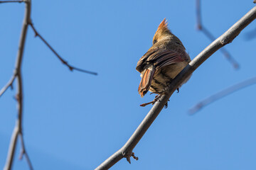 Female northern cardinal perched in a tree.