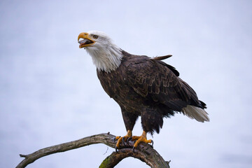  Bald eagle on branch swallows a fish.