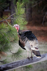 Portraiture of turkey on a fence.
