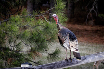  Turkey stands on wooden fence.