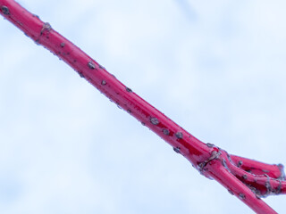 Close up of red osier branch in winter