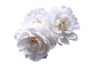 Three delicate white peony blooms with textured petals