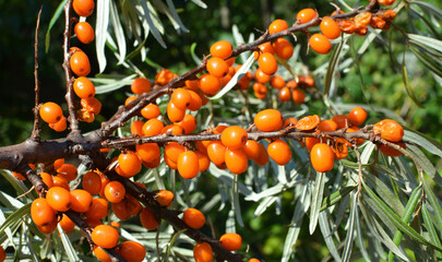Branch of sea buckthorn (hippophae rhamnoides) with ripe berries