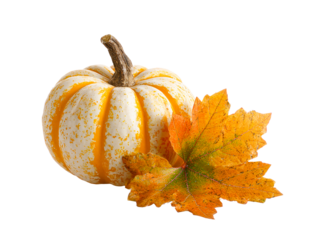 White and orange striped pumpkin with autumn leaf