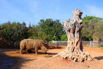 The white rhinoceros or square-lipped rhinoceros is the largest extant species of rhinoceros.  It has a wide mouth used for grazing and is the most social of all rhino species © Daniel Meunier