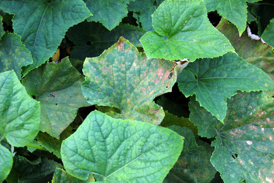 Cucumber leaves affected by downy mildew (fungus Peronospora brassicae Gaum)