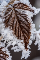 Frost-Covered Raspberry Leaf in Winter Macro. Close-up of a raspberry leaf covered in delicate hoarfrost crystals. Winter nature background with icy texture, cold weather details, and natural patterns