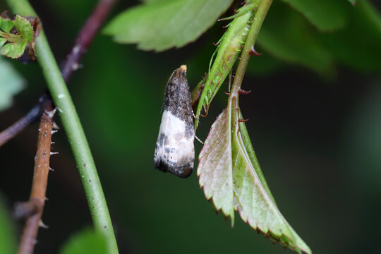 Black Cloak also Yellow-faced Bell, Notocelia cynosbatella. Moth of the family Tortricidae, leafroller moths. Caterpillars eat rose leaves in gardens and other ornamental plants.