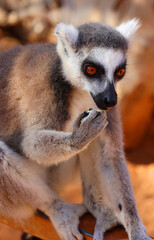 Obraz premium The ring-tailed lemur (Lemur catta) is a large strepsirrhine primate and the most recognized lemur due to its long, black and white ringed tail. 