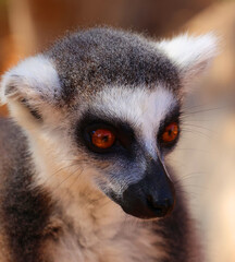 The ring-tailed lemur (Lemur catta) is a large strepsirrhine primate and the most recognized lemur due to its long, black and white ringed tail.  © Daniel Meunier