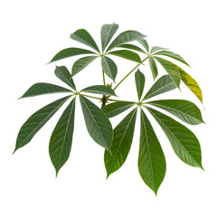 Cassava Leaves in Fresh Green Color on White Background for Botanical Use